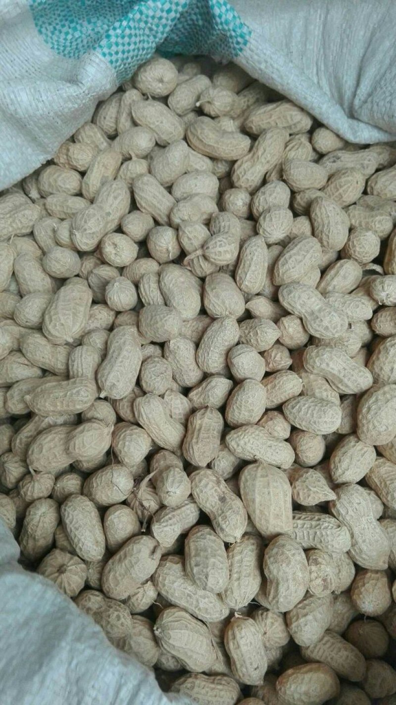 干花生果上货了，有需要的小伙伴赶快了。