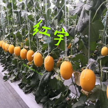 黄光皮橘红肉甜瓜种子汁多爽口抗病性强耐储运