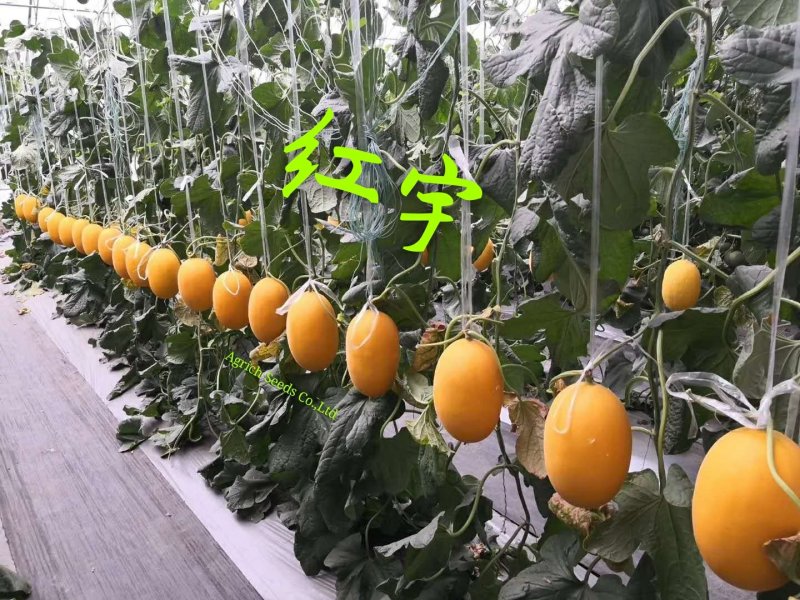 黄光皮橘红肉甜瓜种子汁多爽口抗病性强耐储运
