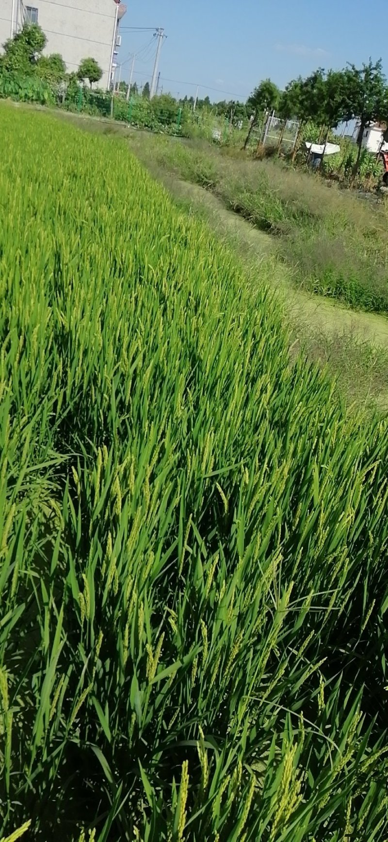 松江大米
