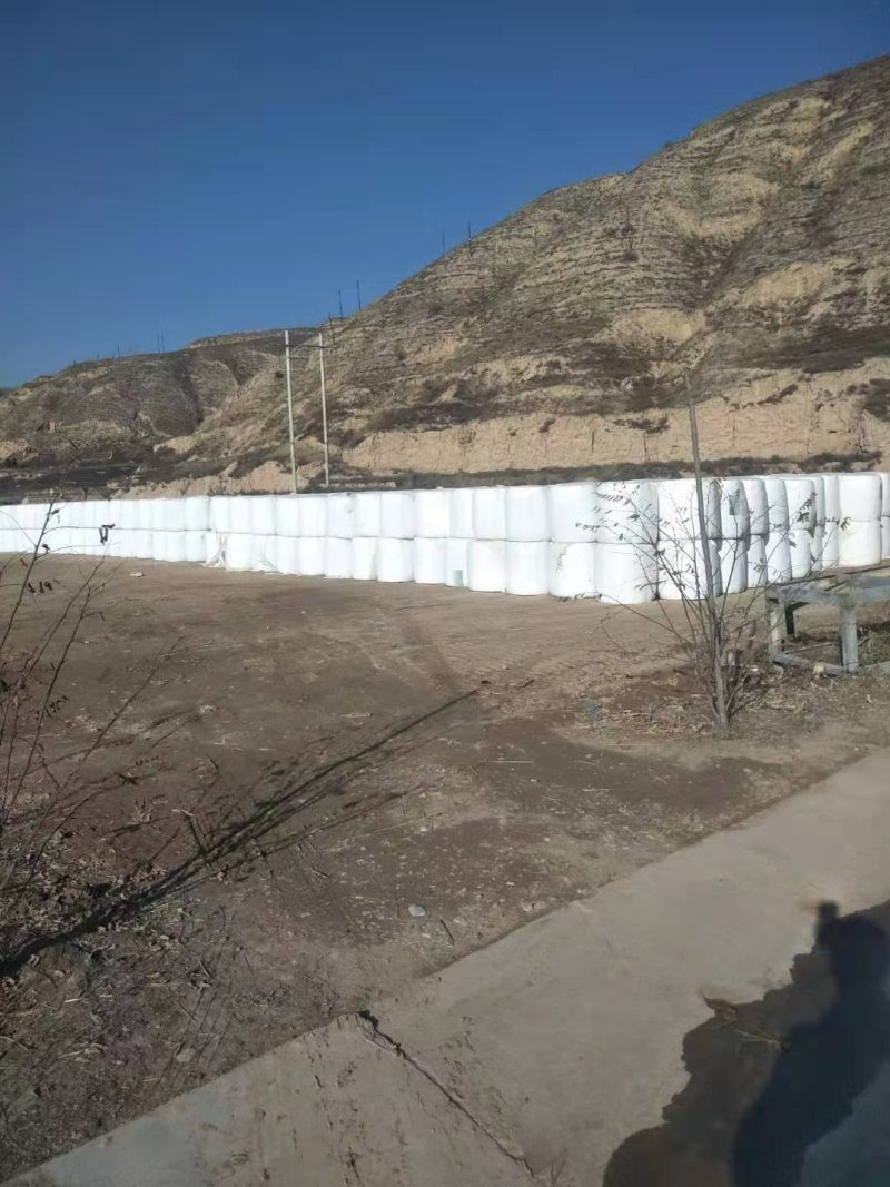 玉米全株草，玉米粒饱满，