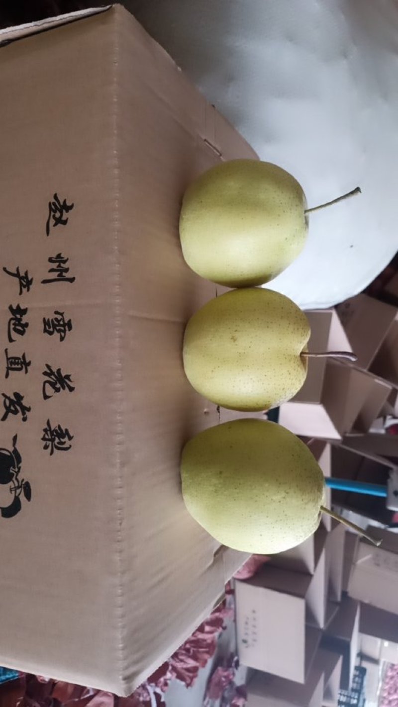 皇冠梨河北皇冠梨量大从优保质保量可实地考察诚信合作