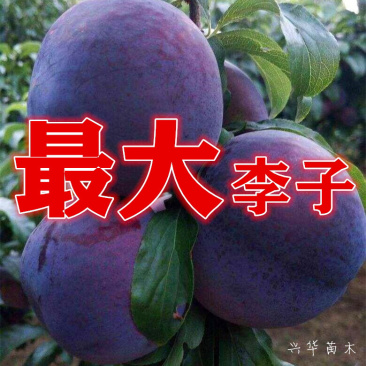 黑霸李子苗半斤重的黑霸王特大个李子苗新品种产地直销