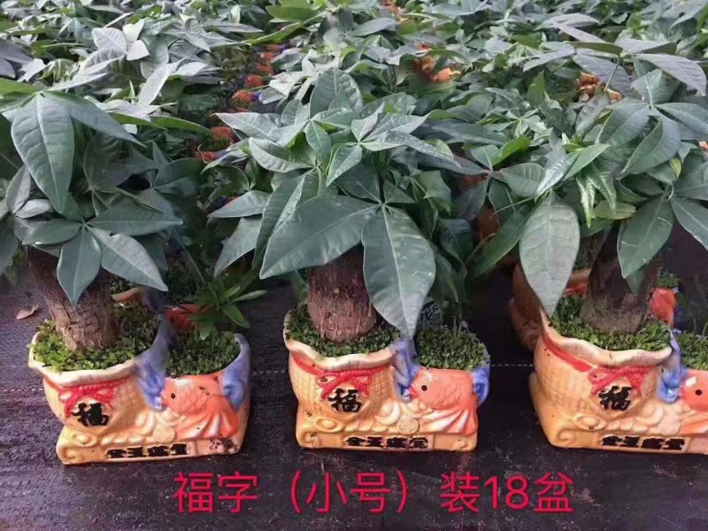小森林发财树，一件18盆