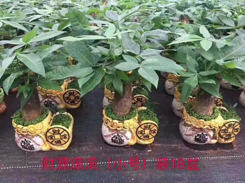 小森林发财树，一件18盆