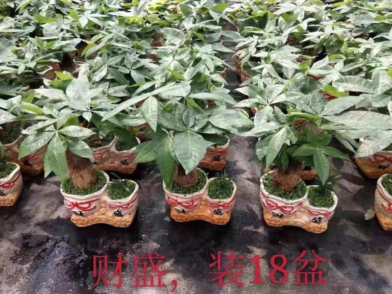 小森林发财树，一件18盆
