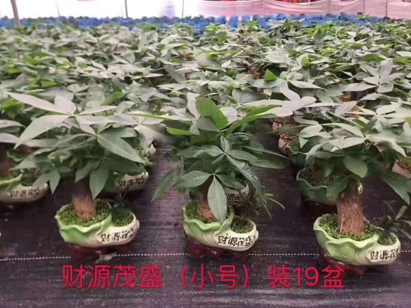 小森林发财树，一件18盆