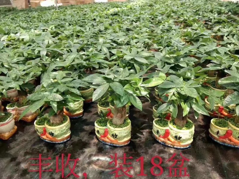 小森林发财树，一件18盆