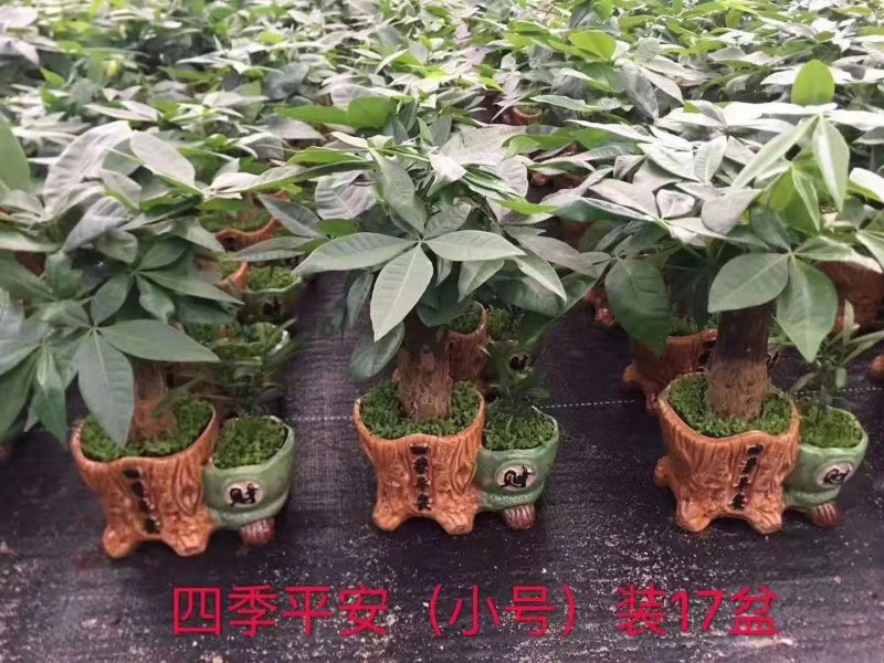 小森林发财树，一件18盆