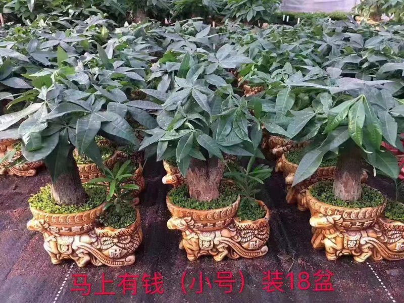 小森林发财树，一件18盆