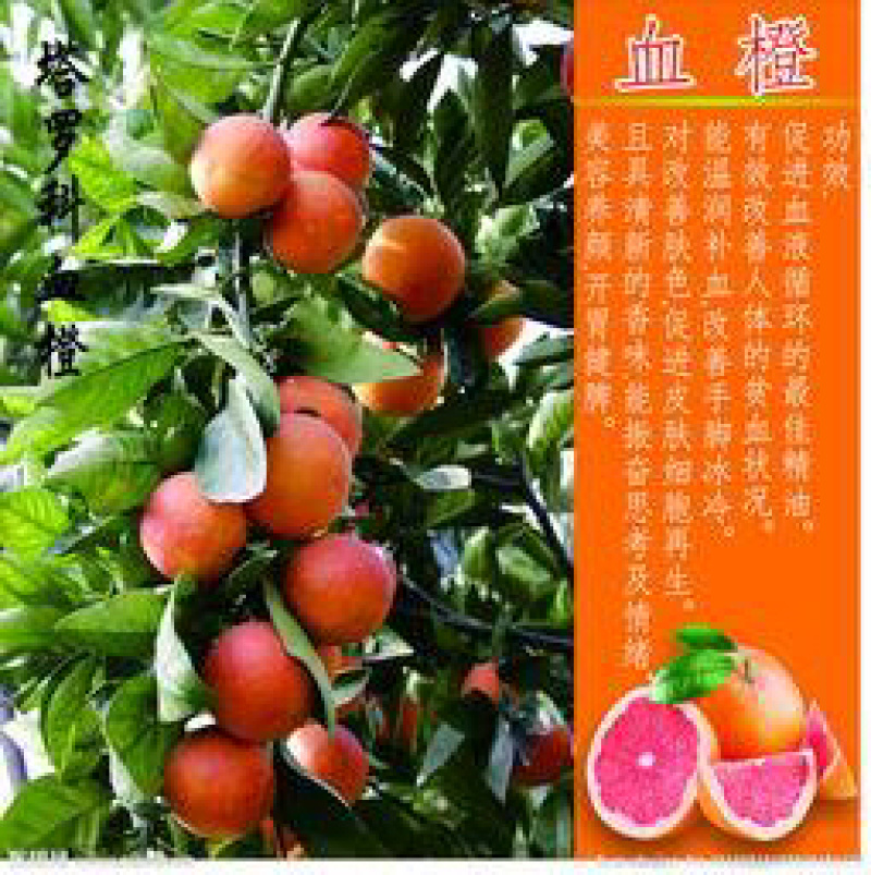 水果之乡血橙