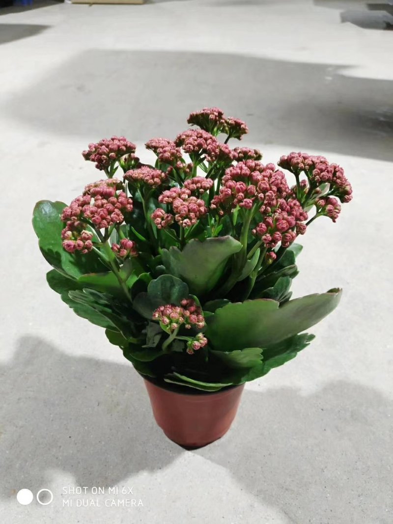 长寿花120#15盆一箱，8元一盆