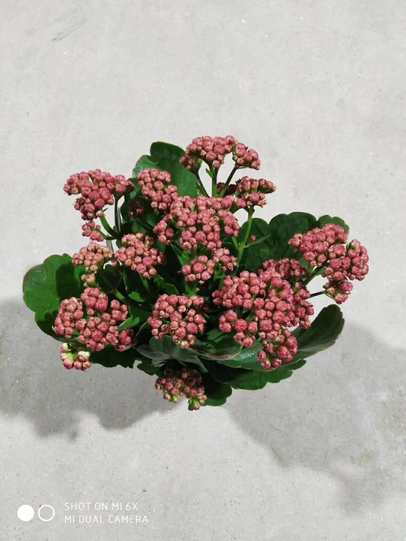 长寿花120#15盆一箱，8元一盆