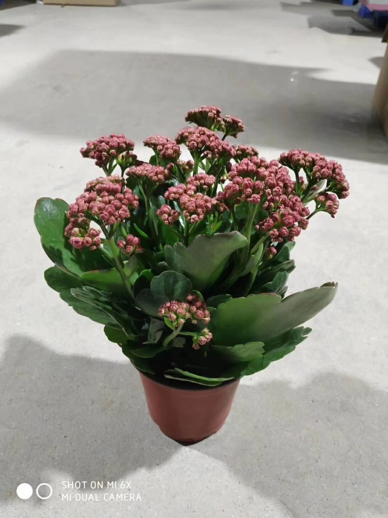 长寿花120#15盆一箱，8元一盆