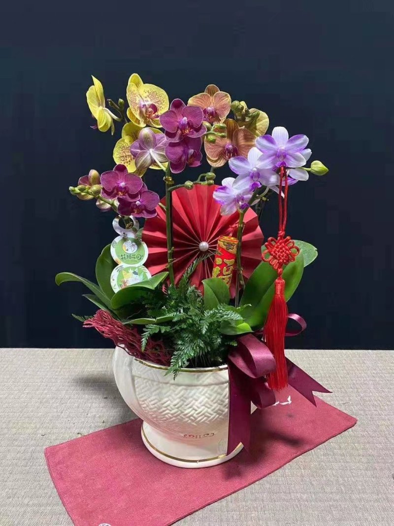 年宵花蝴蝶兰：贝壳（6支花）装箱：3盆/件，168块/