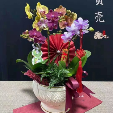 年宵花蝴蝶兰：贝壳（6支花）装箱：3盆/件，168块/