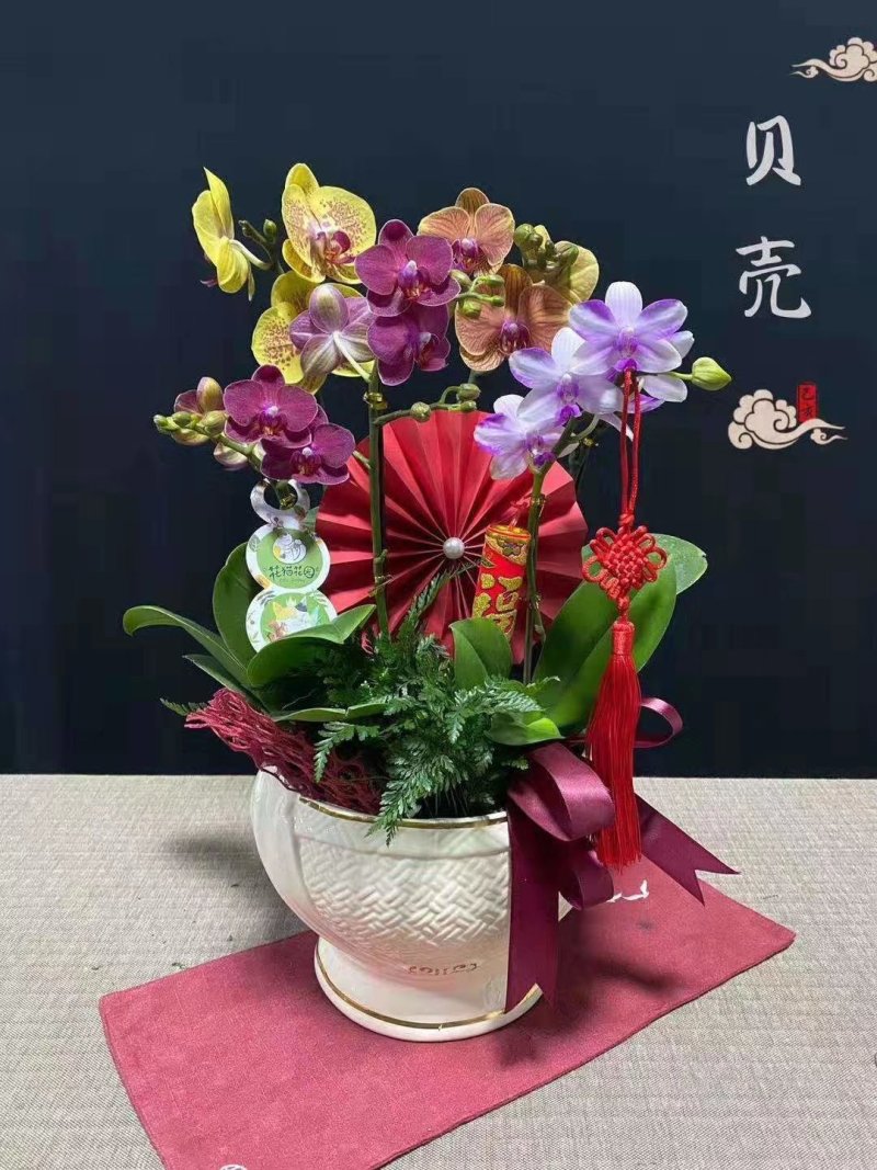 年宵花蝴蝶兰：贝壳（6支花）装箱：3盆/件，168块/