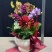 年宵花蝴蝶兰：贝壳（6支花）装箱：3盆/件，168块/