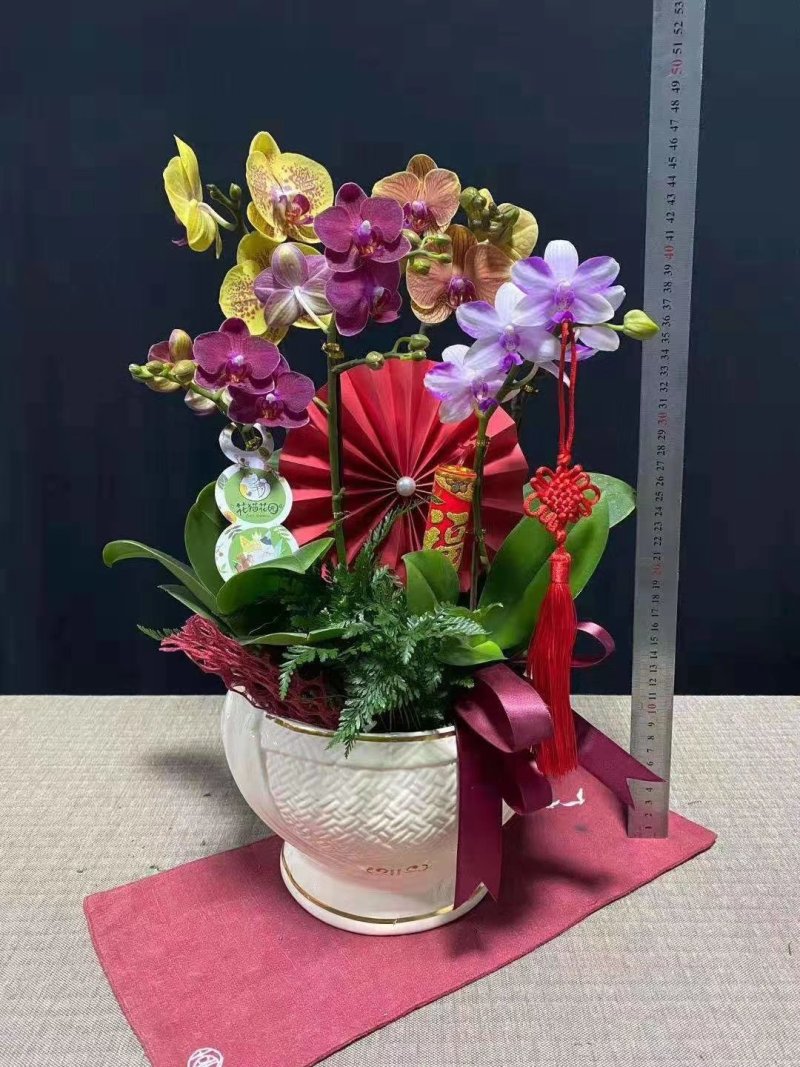 年宵花蝴蝶兰：贝壳（6支花）装箱：3盆/件，168块/