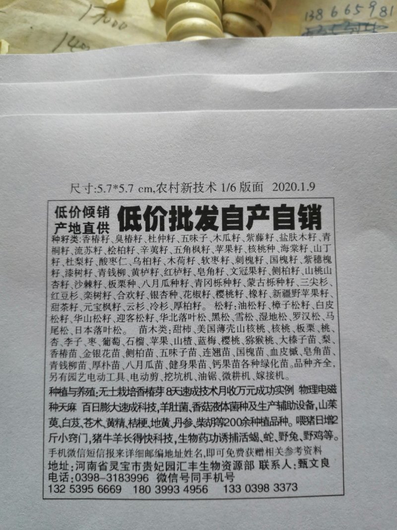 香椿种子产地直销现货批发产地货源芽率强劲支持免费领取样品