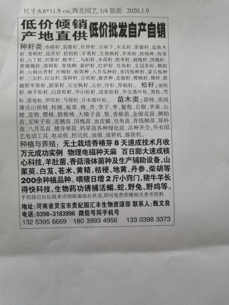 香椿种子产地直销现货批发产地货源芽率强劲支持免费领取样品