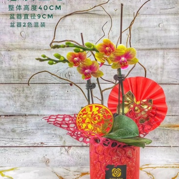 年宵花系列：蕙质兰心，70元/盆，9盆/件