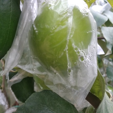 苹果枣，1斤等你来拿，联系上我，让老板满意回
