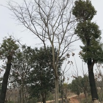 乔灌木