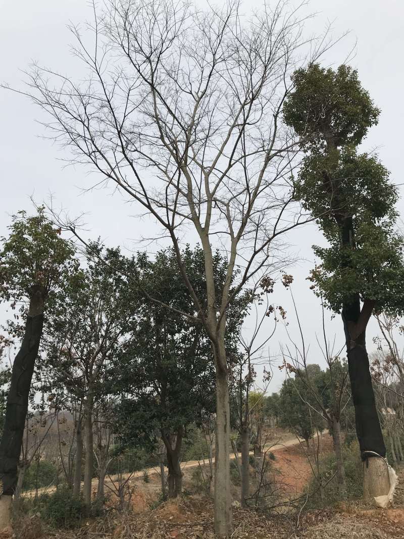 乔灌木