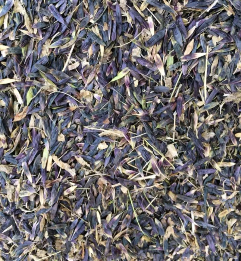 板蓝根种子直销，芽率好，保证质量，小叶大根，独自培育