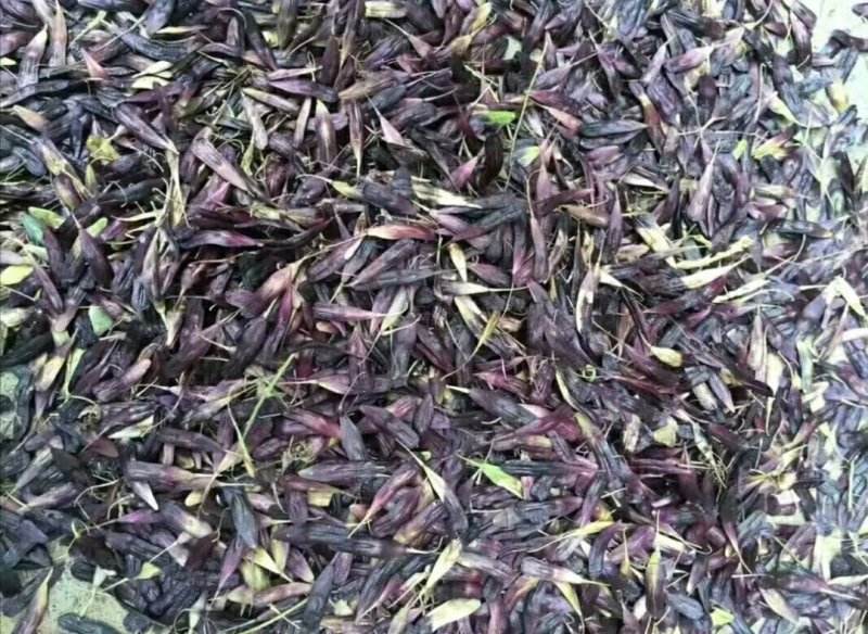 板蓝根种子直销，芽率好，保证质量，小叶大根，独自培育