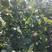 （畅销新品）亚葫芦枣树苗，苗圃直销，现挖现卖，南北方种植