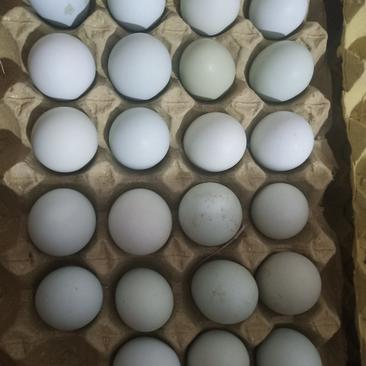 农家散养土鸡蛋乌鸡蛋