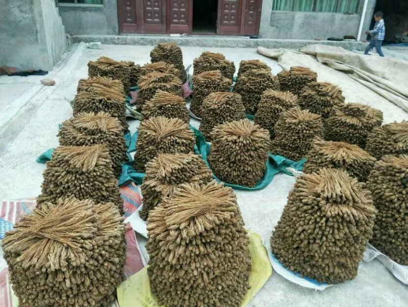 甘肃岷归，水洗黄当归刚加工完，颜色亮，质量好，产地直发