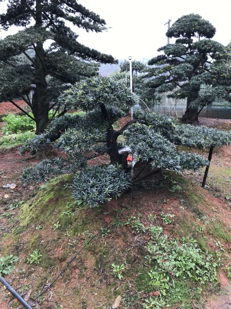 【精品】罗汉松，本苗圃长期供应桂花，罗汉松，香樟等，
