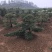 【精品】罗汉松，本苗圃长期供应桂花，罗汉松，香樟等，