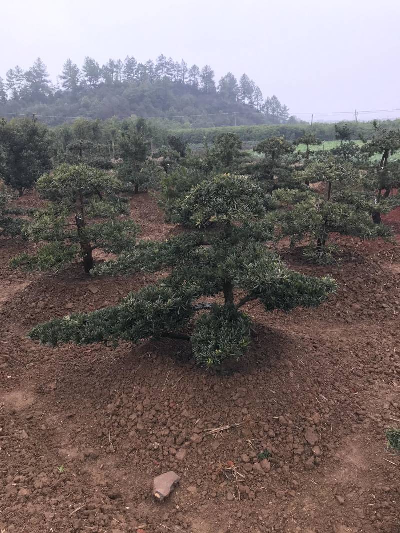 【精品】罗汉松，本苗圃长期供应桂花，罗汉松，香樟等，