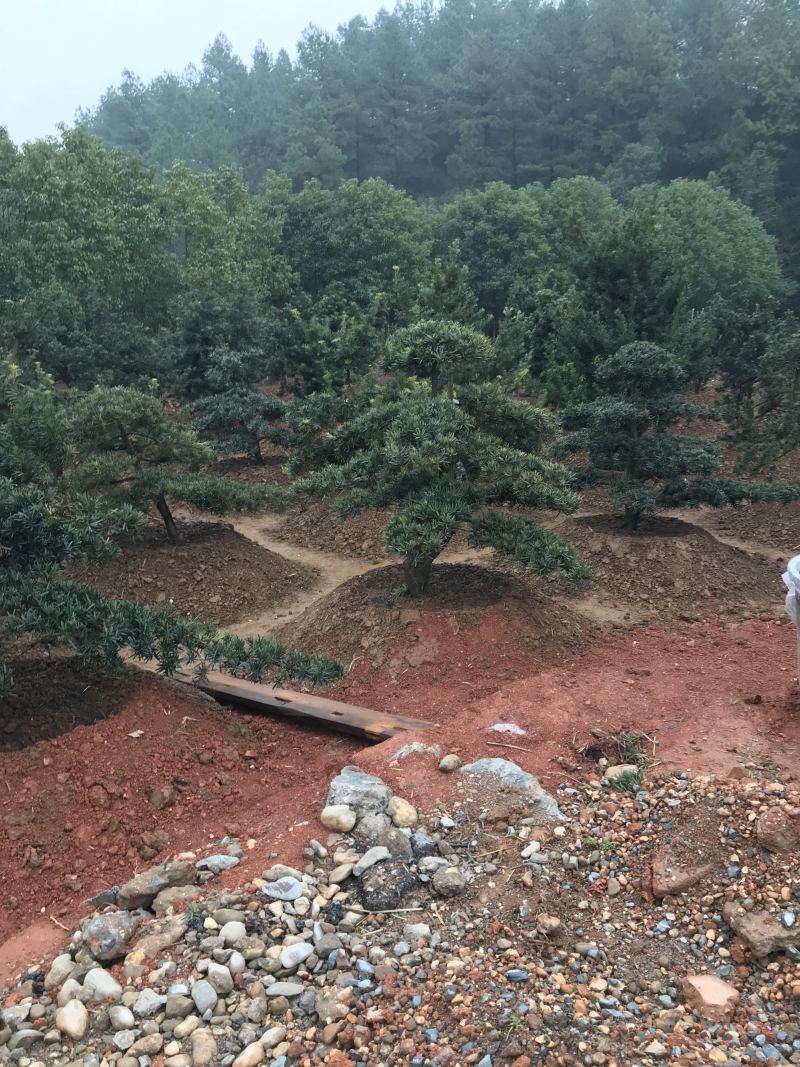 【精品】罗汉松，本苗圃长期供应桂花，罗汉松，香樟等，