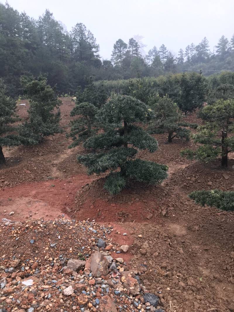 【精品】罗汉松，本苗圃长期供应桂花，罗汉松，香樟等，