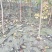 黄栌