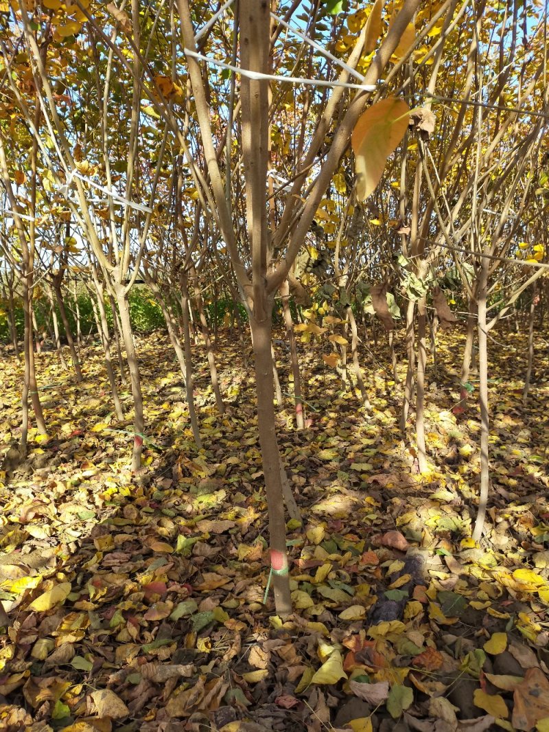 黄栌