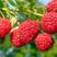 【假一赔万👍】优质红树莓苗基地直挖量大从优包技术