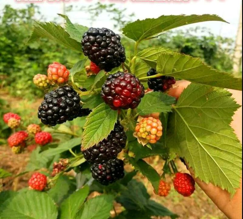 【假一赔万👍】优质红树莓苗基地直挖量大从优包技术