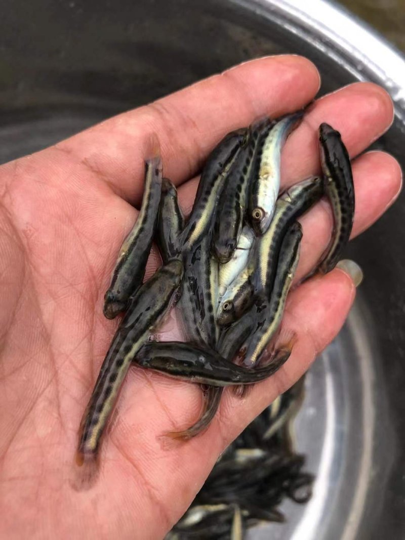 黑鱼苗生鱼苗，乌鱼苗，杂交黑鱼水花，抗病能力强，快大好养