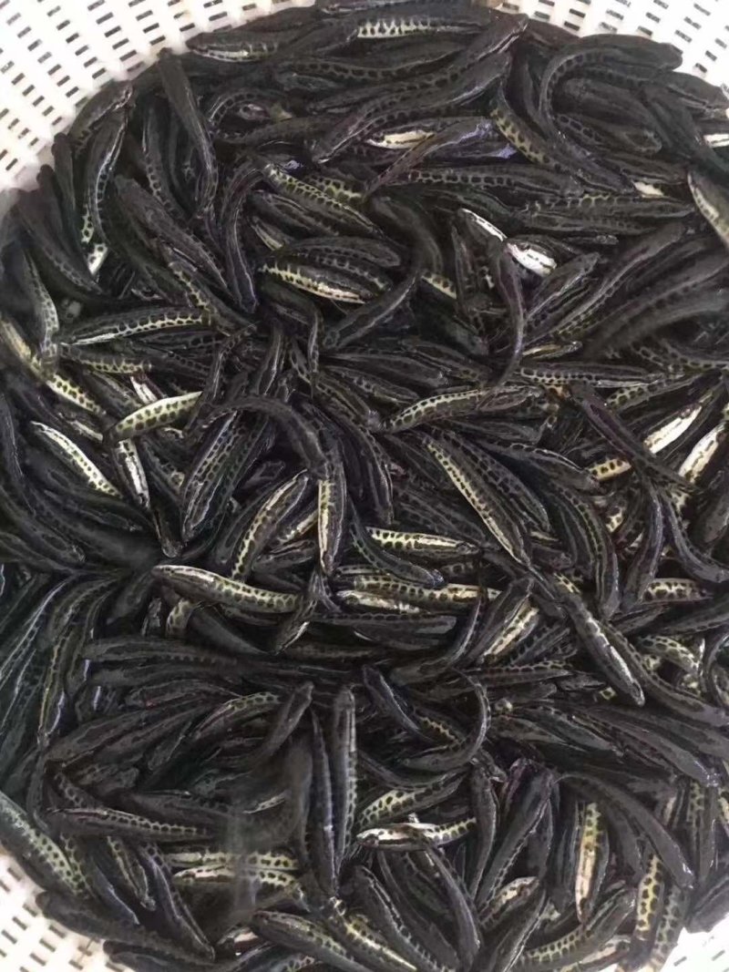 黑鱼苗生鱼苗，乌鱼苗，杂交黑鱼水花，抗病能力强，快大好养