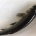 青鱼苗田螺鱼，黑鲩苗，黑鲩鱼苗，大量现货出售