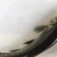 青鱼苗田螺鱼，黑鲩苗，黑鲩鱼苗，大量现货出售