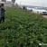 西瓜红（普薯32）蜜薯红薯苗，苗高25cm以上