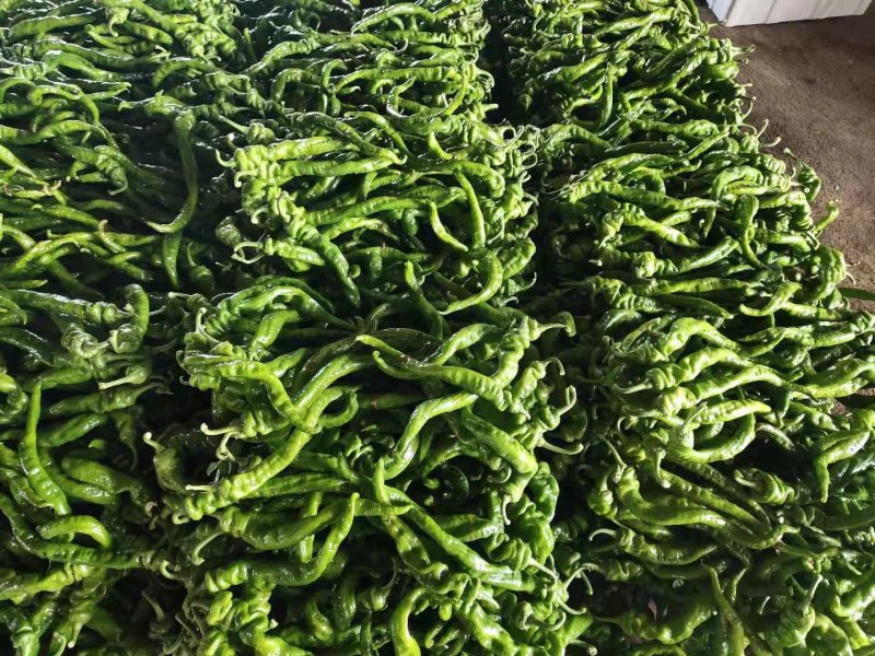 螺丝胶，青州鲜辣椒，龙椒，高温大棚好货，大量质优价廉