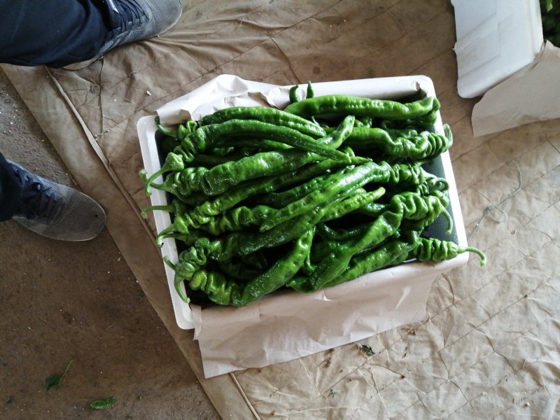 螺丝胶，青州鲜辣椒，龙椒，高温大棚好货，大量质优价廉